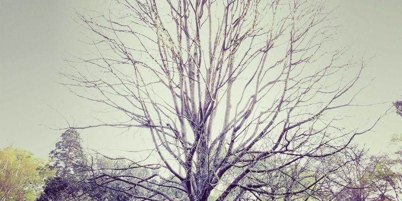 从Spencer Arms看军事装备演进：武器如何塑造战争形态